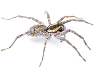 Florida wolf spider - Sosippus floridanus - large beautiful wolf spider in the family Lycosidae. Side profile view with incredible detail isolated on white background