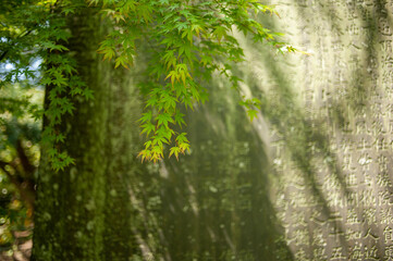 Fototapeta na wymiar Green leaves in Japan