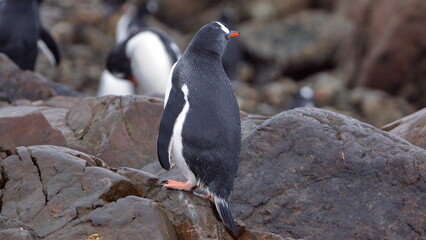 Gentoo penguin (Pygoscelis papua) on a rock at Kinnes Cove, Joinville Island, Antarctica