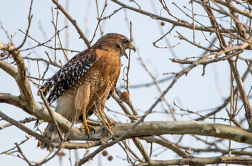 Calling: A Red-shouldered Hawk screes at it lands in a tree in Brackridge Park, Jacksonville, Florida