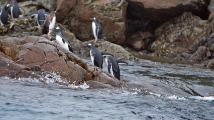 Obraz premium Gentoo penguins (Pygoscelis papua) leaving the water at Kinnes Cove, Joinville Island, Antarctica