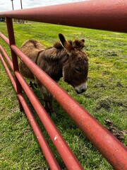 donkey in the farm