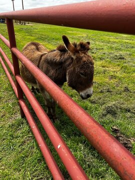 donkey in the farm