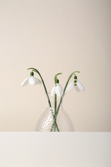 Beautiful snowdrops and paper card on beige background. Space for text