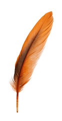 Beautiful orange bird feather isolated on white