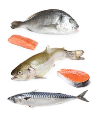 Collage with different types of raw fish on white background