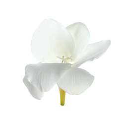 Fototapeta na wymiar Beautiful freesia flower with tender petals isolated on white