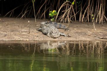 Saltwater Crocodile, Port Douglas Australia