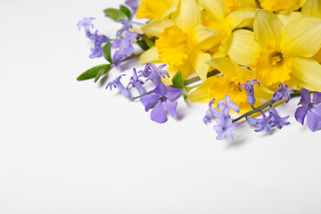 Beautiful yellow daffodils and periwinkle flowers on white background, space for text