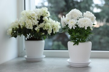 Beautiful chrysanthemum and azalea flowers in pots on windowsill indoors. Space for text