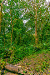 View of Cloud Forest, Sky Adventures Monteverde Park, Monteverde, Costa Rica