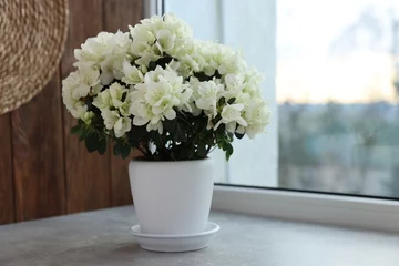 Fototapeten Azalee Beautiful azalea flowers in pot on windowsill indoors  © New Africa