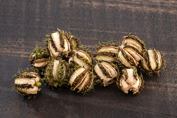 Ricinus communis - Organic sun dried castor seeds