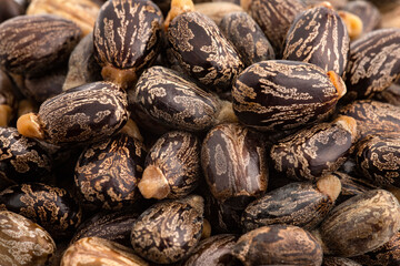 Ricinus communis - Organic castor seeds and fruits