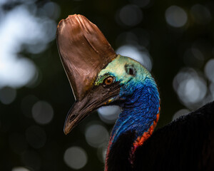 Cassowary bird on the beach, Australia