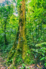 Obraz premium View of Cloud Forest, Sky Adventures Monteverde Park, Monteverde, Costa Rica