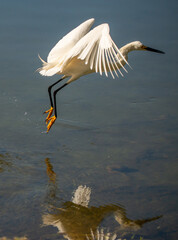 Sky Glider: A Snowy Egret appears to float over a lake as it raise its legs up from the water in Saint Marys, Georgia