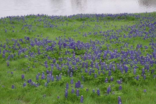 field of Texas bluebonnets in Paris, TX
