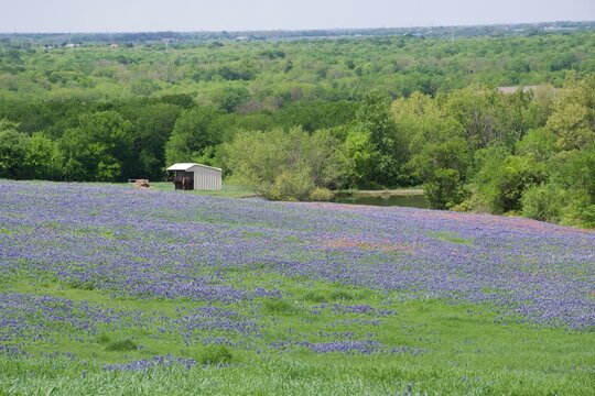 Field of bluebonnets