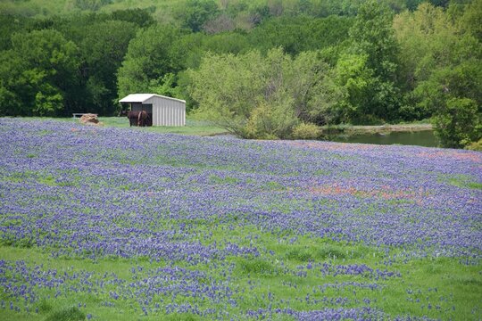 field of texas bluebonnets