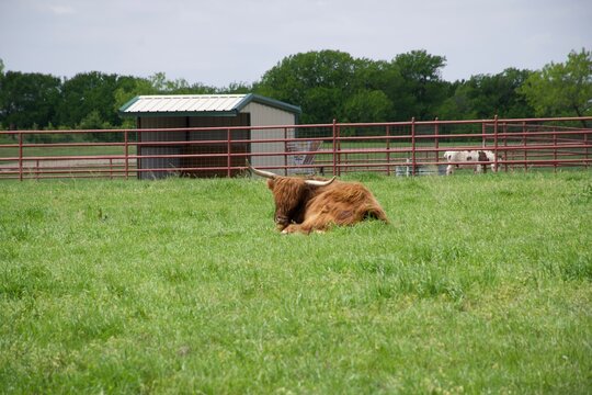 cows in a field
