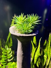 Close-up and spotlight on small succulents