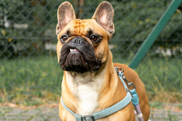 French bulldog puppy on walking in the summer park. Close up cute bulldog outside.	