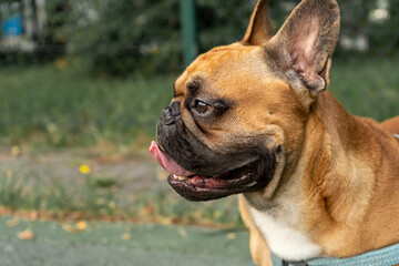 French bulldog puppy on walking in the summer park. Close up cute bulldog