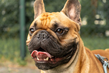 Obraz premium French bulldog puppy on walking in the summer park. Close up cute bulldog