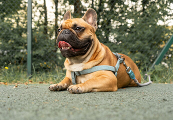 Fototapeta premium French bulldog puppy on walking in the summer park. Close up cute bulldog lying