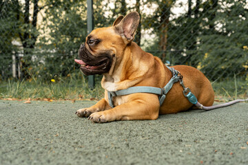 french bulldog puppy outdoor