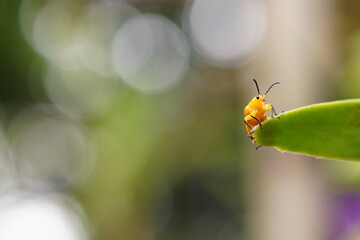 Aulacophola semilis Oliver is one of the insect pests.