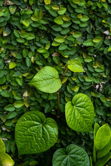Close up beautiful green piper betle leaf texture and climbing fig in the background . Piper betle...