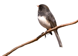 Dark eyed junco looking up and to the left while perched on a small branch, cut out image