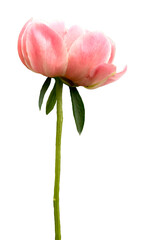 Light pink peony flower isolated on white, cut out © Katie