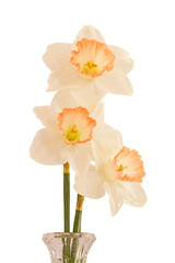 bouquet of  three white daffodils, close up photo, cut out