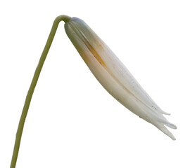 White trout lily flower isolated macro photography cut out