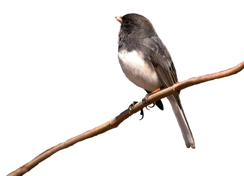 Dark eyed junco looking up and to the left while perched on a small branch, cut out image