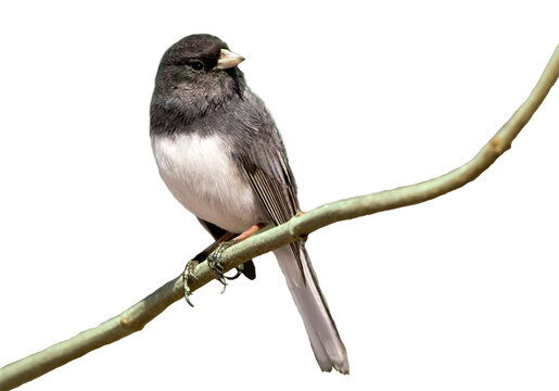 Dark eyed junco bird perching on a branch and looking right, cut out