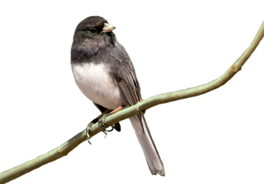 Dark eyed junco bird perching on a branch and looking right, cut out