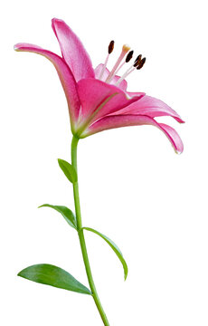 pink lily isolated on white, close up photo, cut out