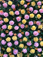 Background of beautiful roses and green background