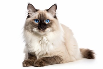 ragdoll cat with blue eyes isolated on white