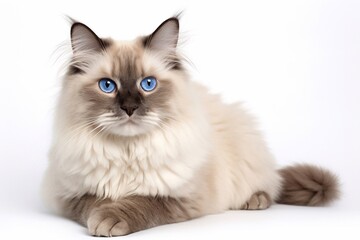 ragdoll cat with blue eyes isolated on white