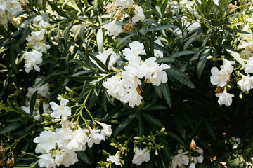 Background Bush of white flowers with green leaves and the word azalea on the top.