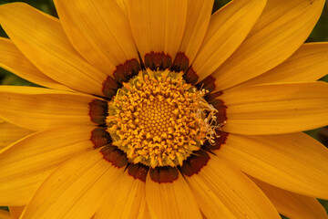 Background Yellow flower gazania with brown and black center