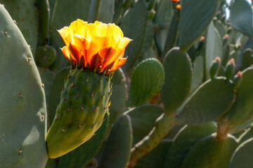 Cactus flower Opuntia ficus flower