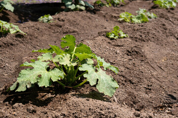 Organic garden with Zucchini plants