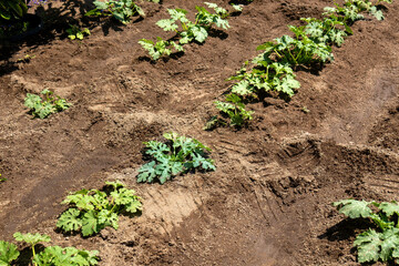 Organic garden with Zucchini plants