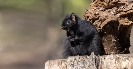  Black Squirrel Engaged in Seed Search, Captured in a Serene Pose on a on a Tree Stump.  Wildlife Photography. 